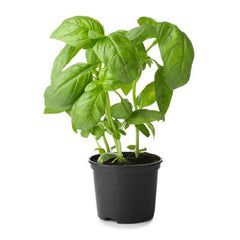 Basil Pot