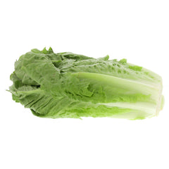 Lettuce Romaine GCC
