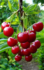 Cherries USA