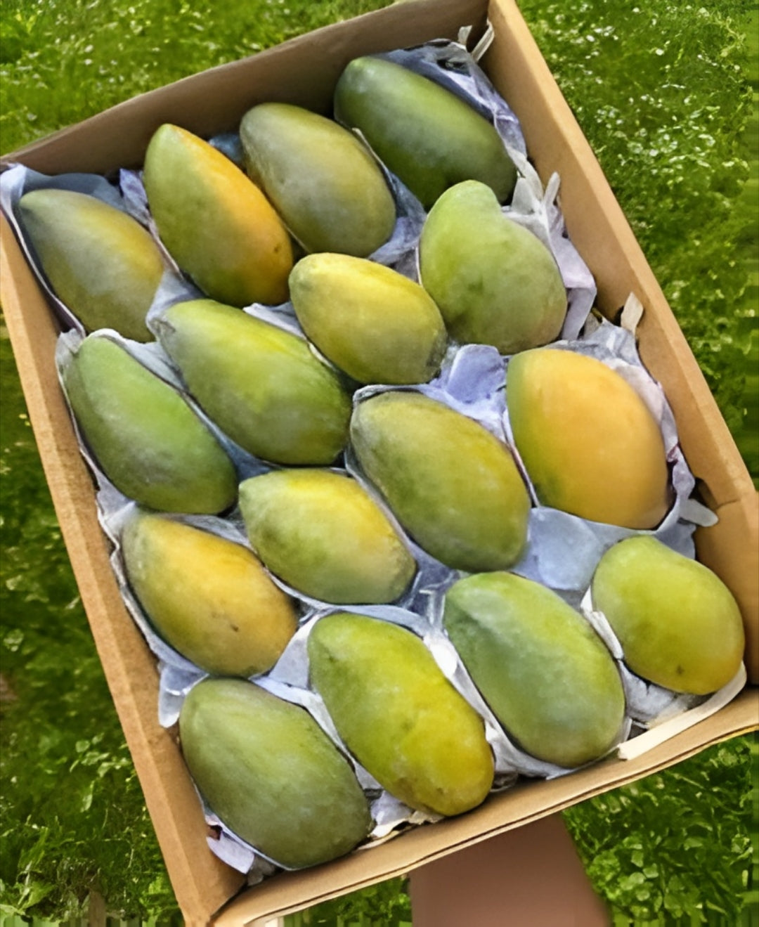 Mangoes Fass Egypt 2kg box