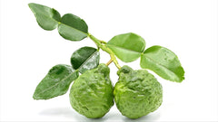 Lime Kaffir Thailand 250g