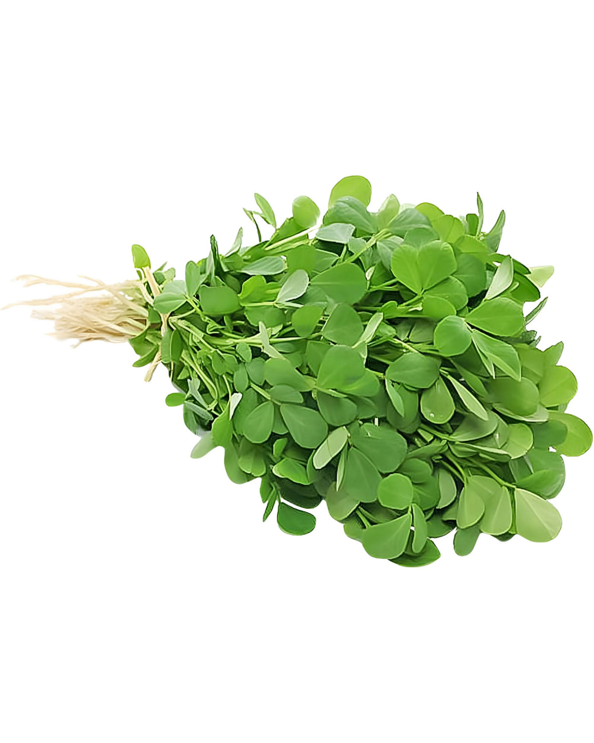 Fenugreek (Methi) UAE